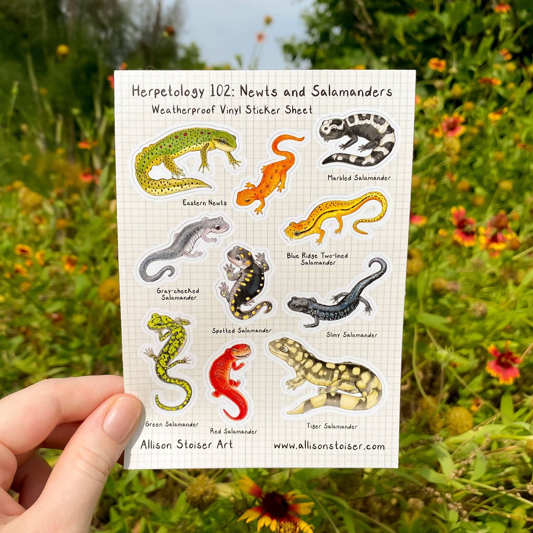 Herpetology 102: Newts and Salamanders Vinyl Sticker Sheet