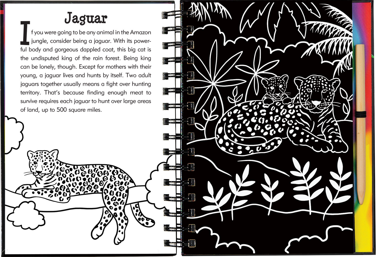 Rain Forest Scratch and Sketch