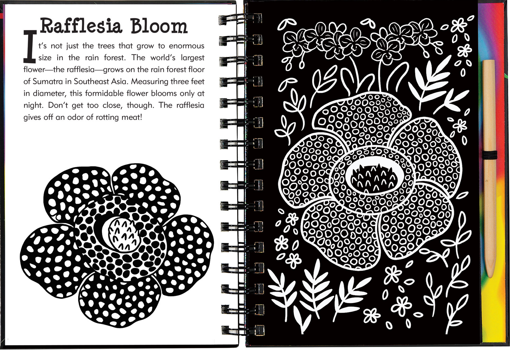 Rain Forest Scratch and Sketch
